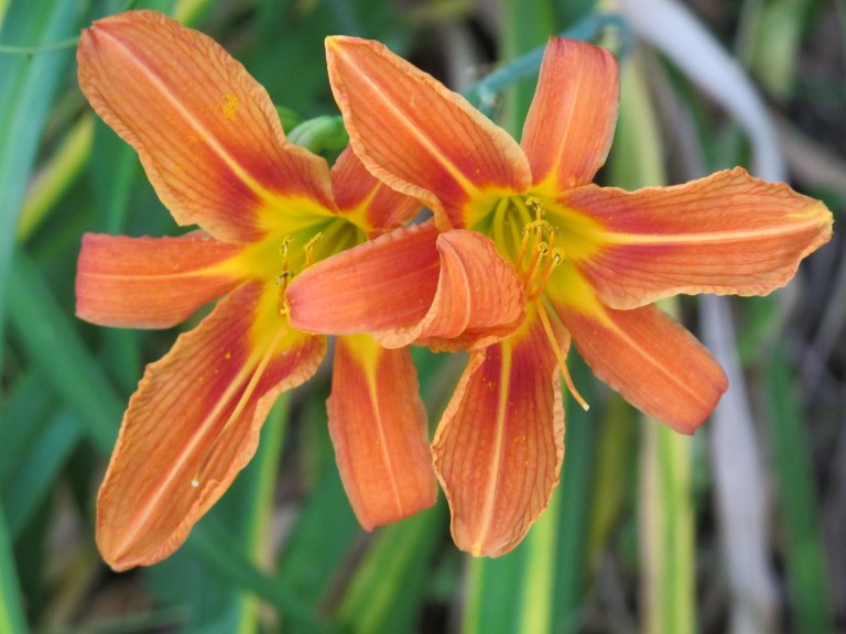 A pair of orange flowers