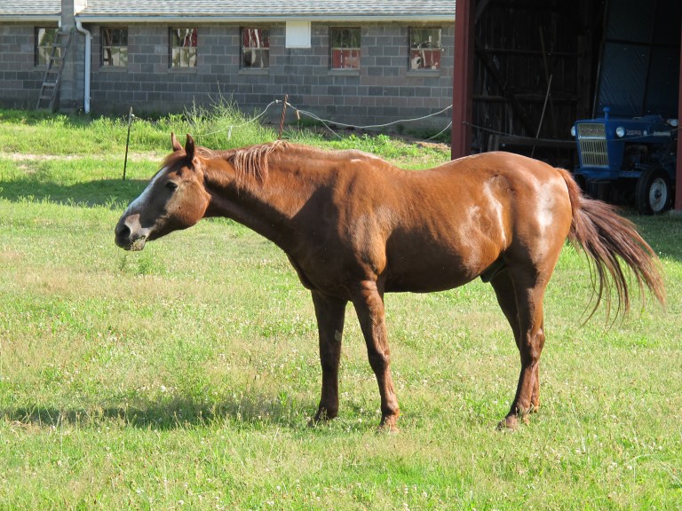 Horse at Koziol Farm